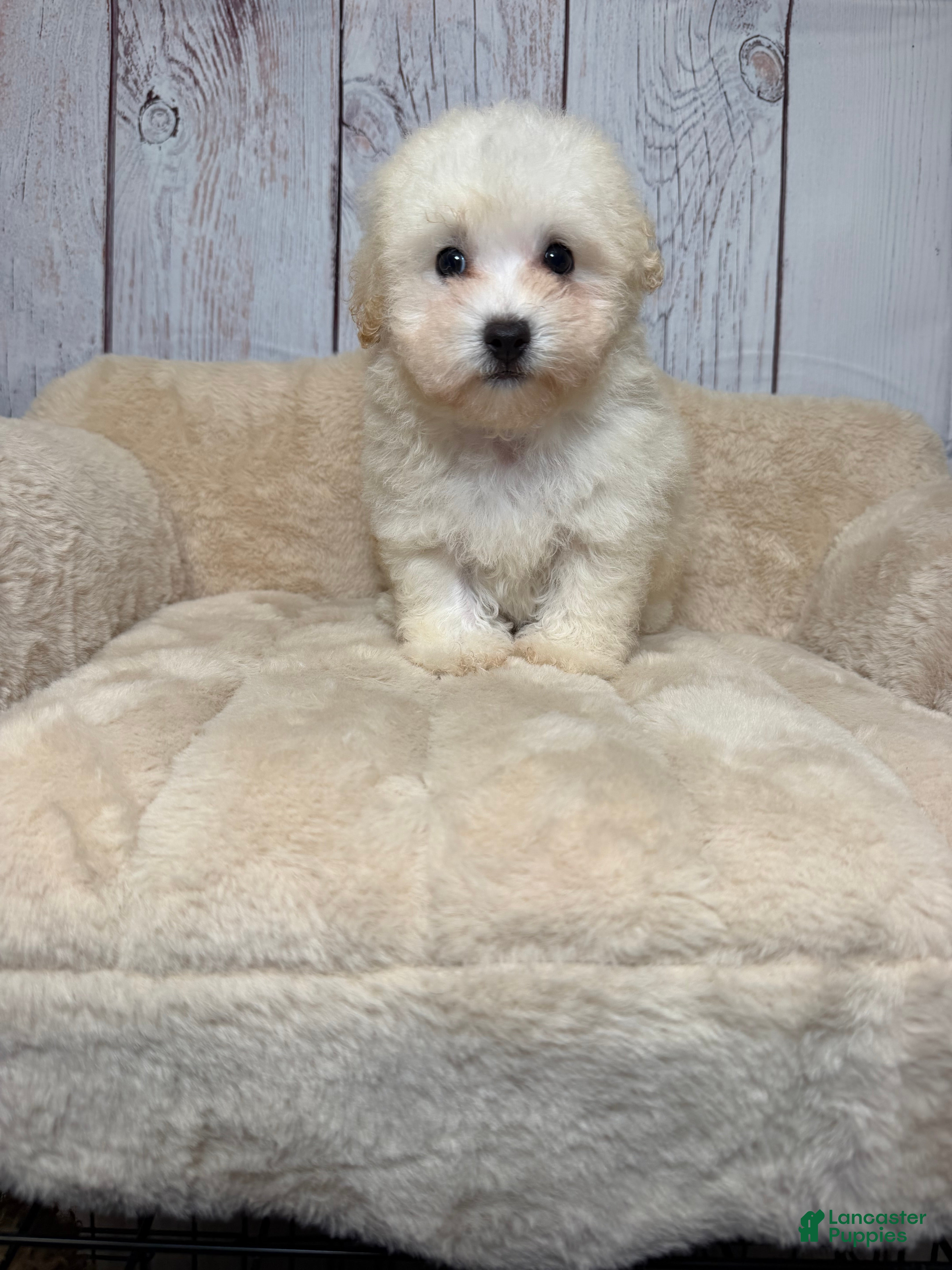 Maltipoo dogs for sale: Biscuit  - Ad 19