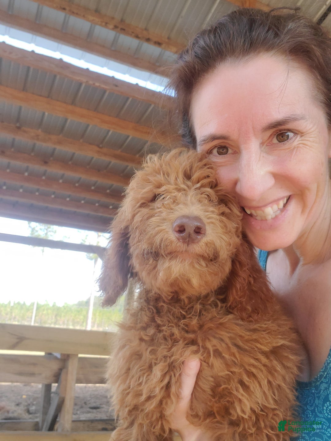 Goldendoodle dogs for sale: Chloe - Ad 2