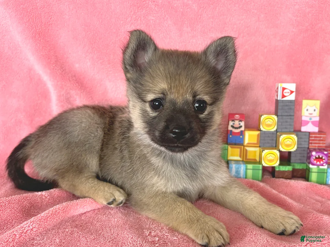 Mixed Breed dogs for sale: Princess Peach - Ad 2