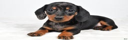 Miniature Dachshund dogs for sale: Cassandra - Ad 4