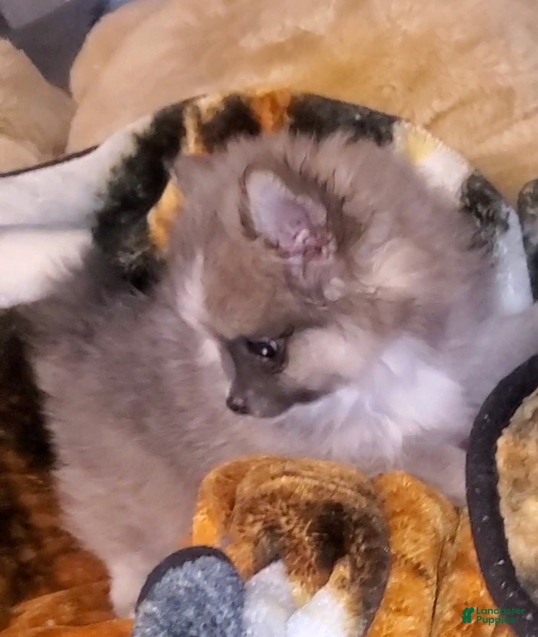 Pomeranian dogs for sale: Akc Susie Q  - Ad 1