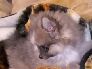Pomeranian dogs Akc Susie Q - Ad 12