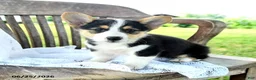 Welsh Corgi Pembroke dogs for sale: Renata - Ad 4