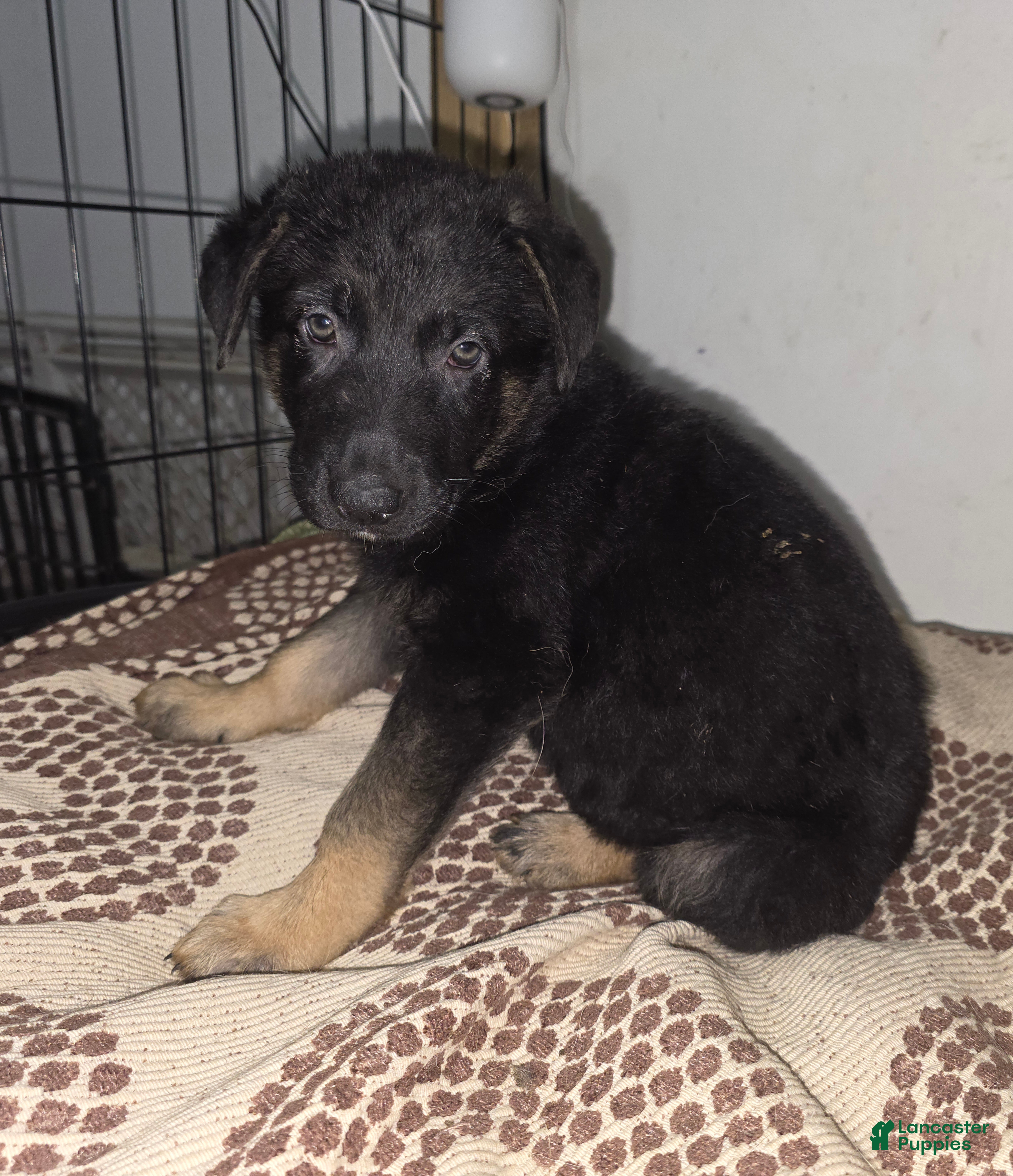 German Shepherd dogs Luna (8) - Ad 2