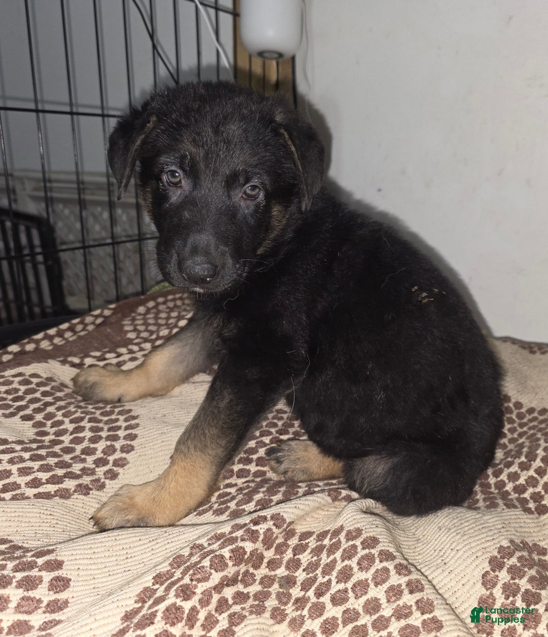 German Shepherd dogs for sale: Luna (8) - Ad 2