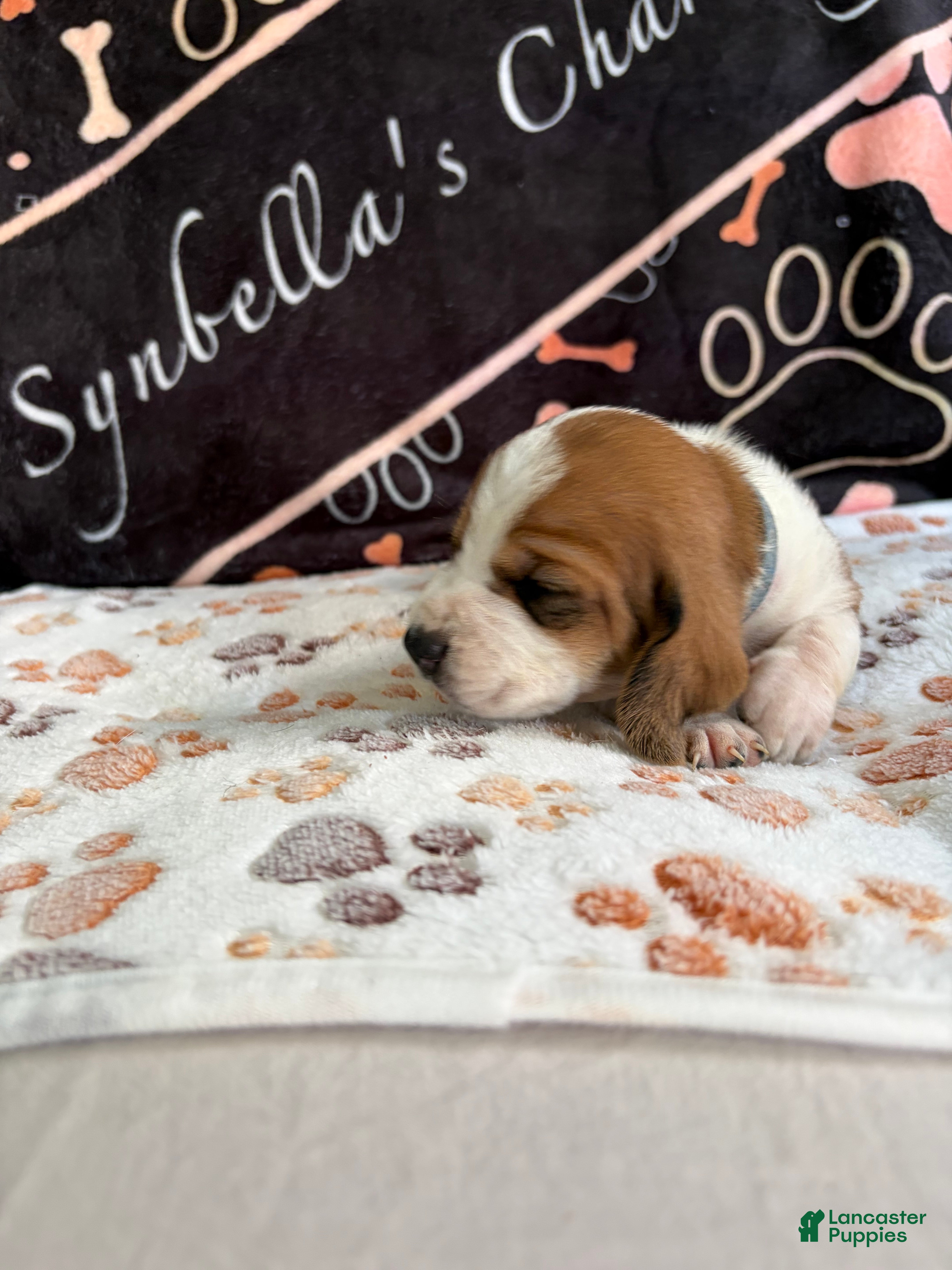 Basset Hound dogs Basset Hound 6 - Ad 36