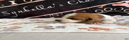 Basset Hound dogs for sale: Basset Hound 6 - Ad 1