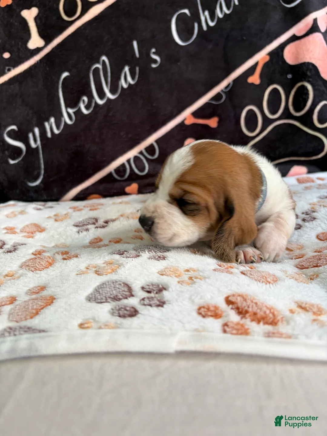 Basset Hound dogs for sale: Basset Hound 6 - Ad 1