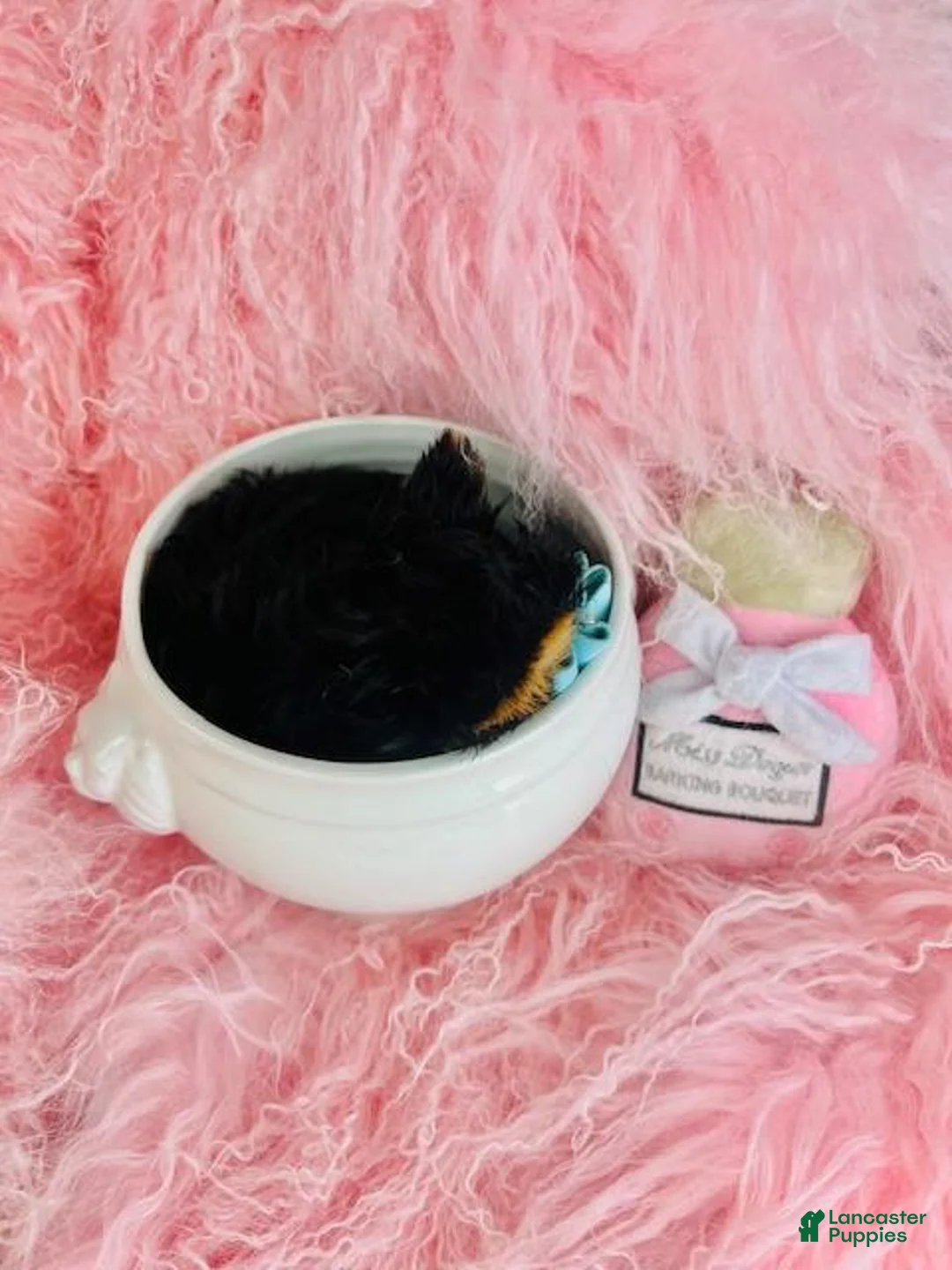 Yorkshire Terrier dogs for sale: Yorkshire Terrier Puppy 1 - Ad 2