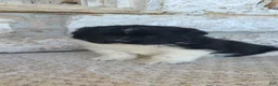 Newfoundland dogs for sale: Newfoundland Puppy 2 - Ad 2