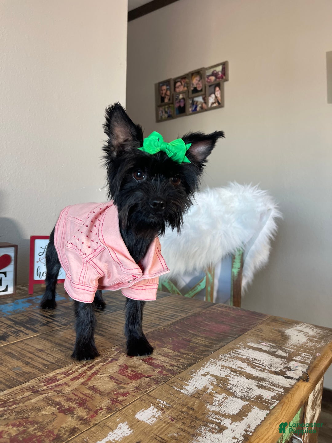 Yorkshire Terrier dogs for sale: KB Black Mia - Ad 5