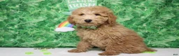Toy Poodle dogs for sale: Garnet - Ad 6