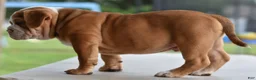 Mixed Breed dogs for sale: Hercules Bulldog hybrid  - Ad 26