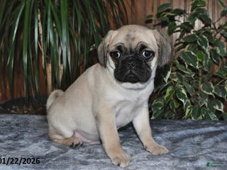 Puggle dogs Omar - Ad 11