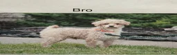 Mini Goldendoodle dogs for sale: Bandit - Ad 7