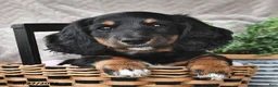 Miniature Dachshund dogs for sale: Ebony  - Ad 3