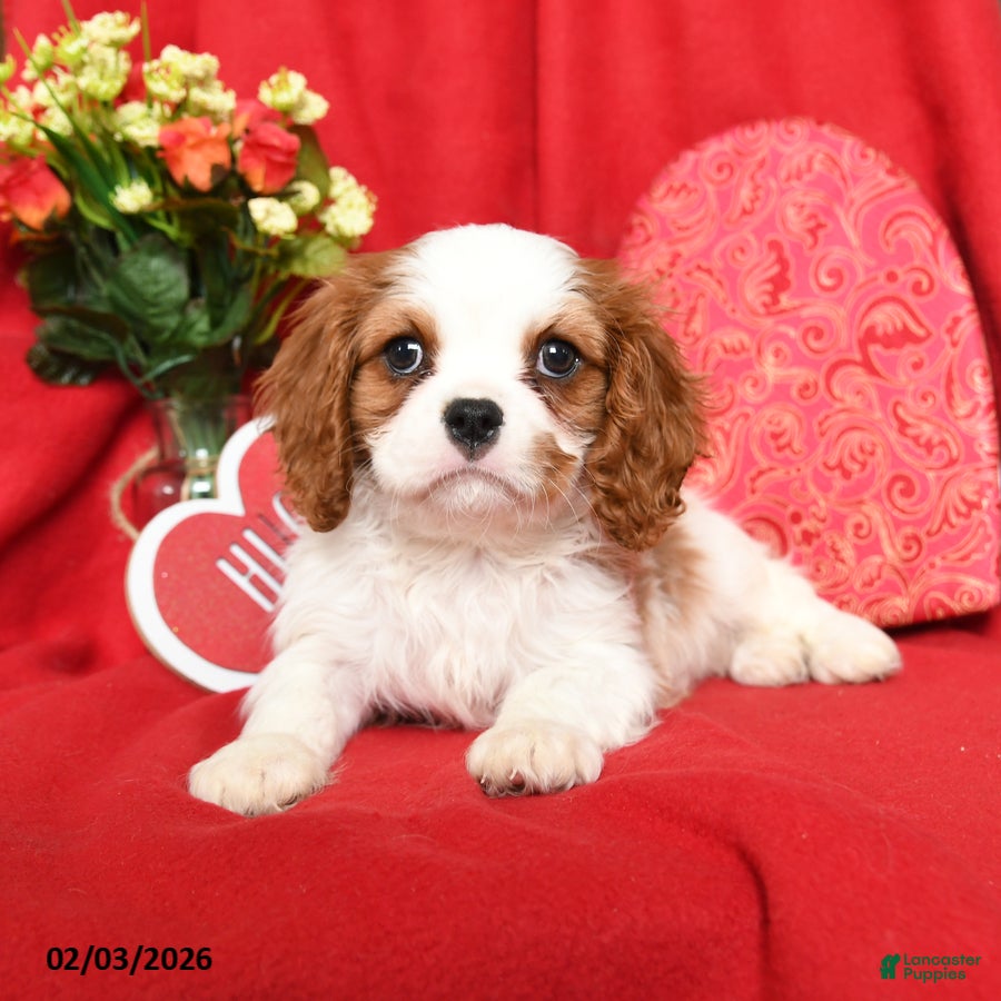Cavalier King Charles Spaniel dogs Prince   - Ad 2