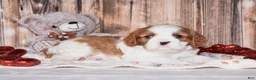 Cavalier King Charles Spaniel dogs for sale: Alfi - Ad 2