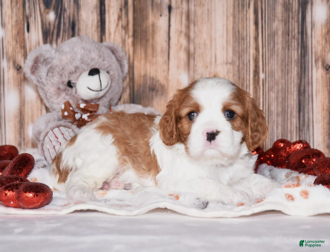 Cavalier King Charles Spaniel dogs for sale: Alfi - Ad 2