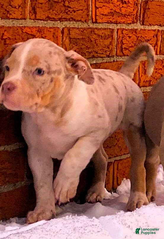 American Bully dogs "NICKI MINAJ" - Ad 12