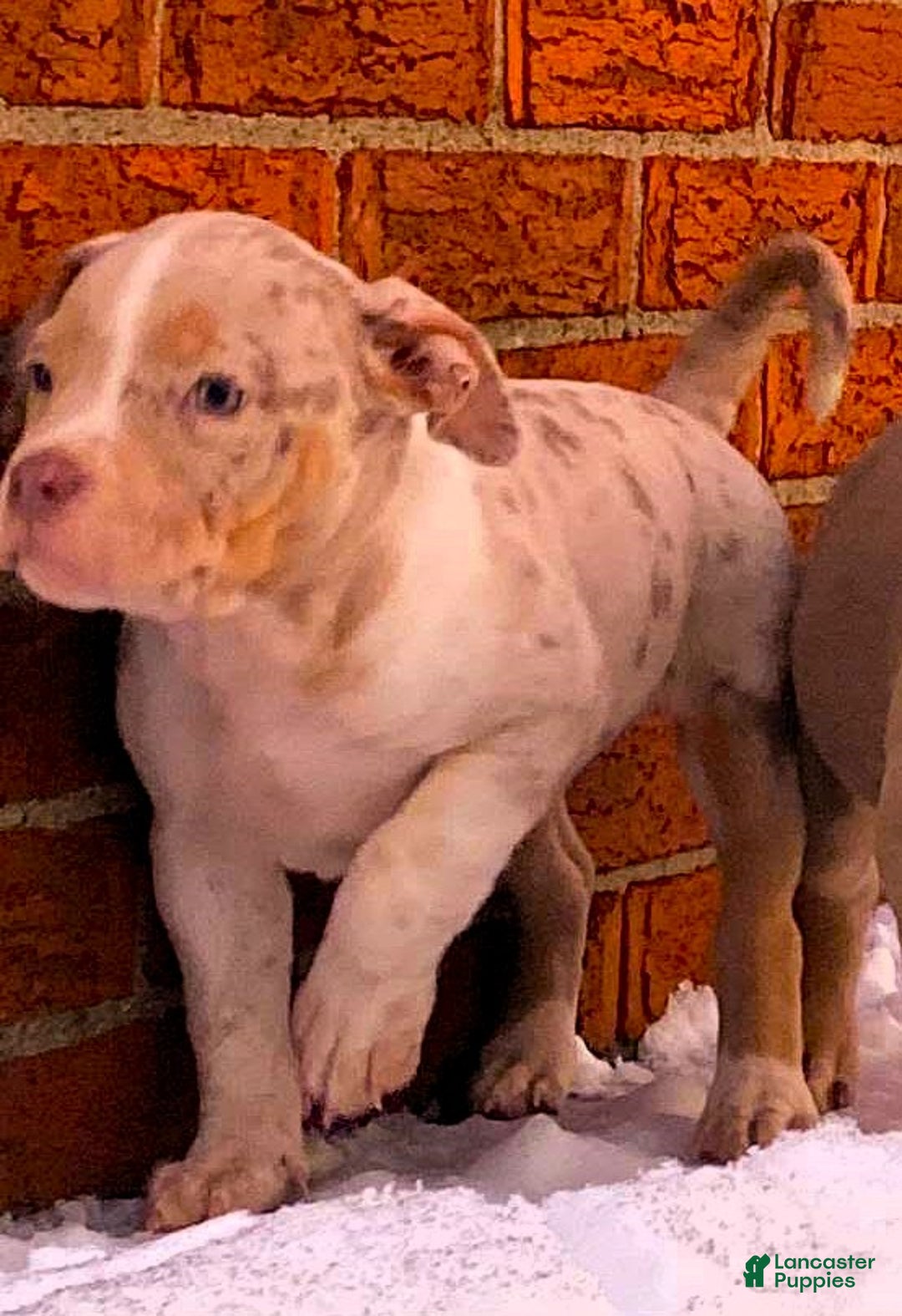 American Bully dogs for sale: "NICKI MINAJ" - Ad 1