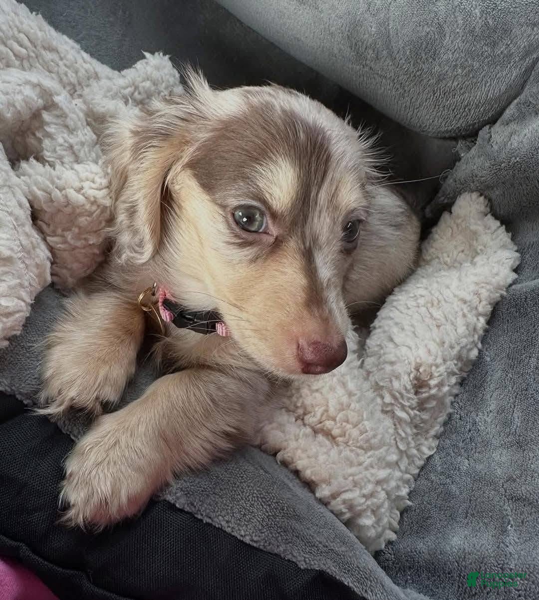 Miniature Dachshund dogs  Puppy 7 - Ad 6