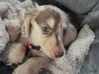 Miniature Dachshund dogs Puppy 7 - Ad 6