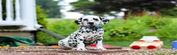 Dalmatian dogs for sale: Tasha - Ad 5