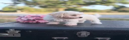 Bichon Frise dogs for sale: Bichon Frise - Moon - Ad 2
