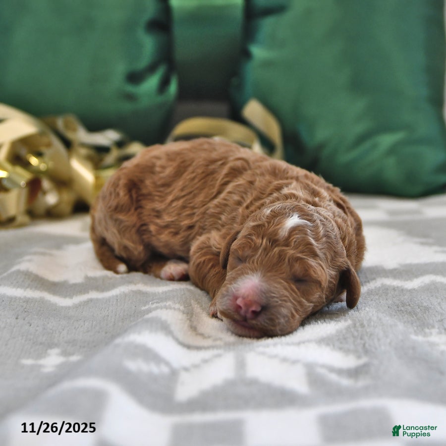 Mini Goldendoodle dogs Freddie - Ad 41