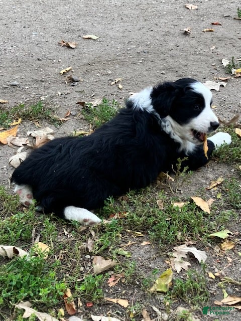 Miniature Australian Shepherd dogs for sale: Cotton Tail - Ad 2