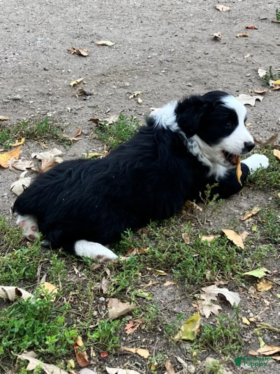 Miniature Australian Shepherd dogs for sale: Cotton Tail - Ad 2