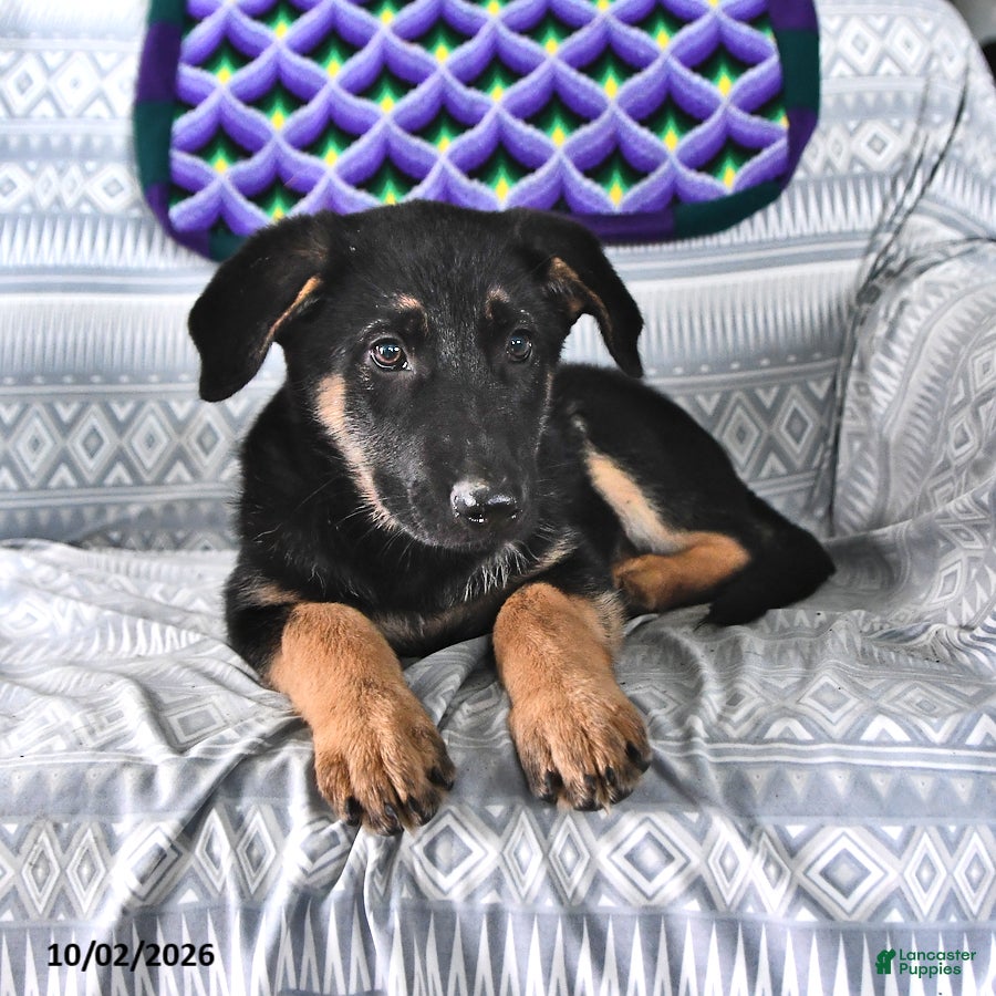 German Shepherd dogs Tina - Ad 2