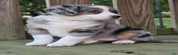 Australian Shepherd dogs for sale: Hudson  - Ad 3