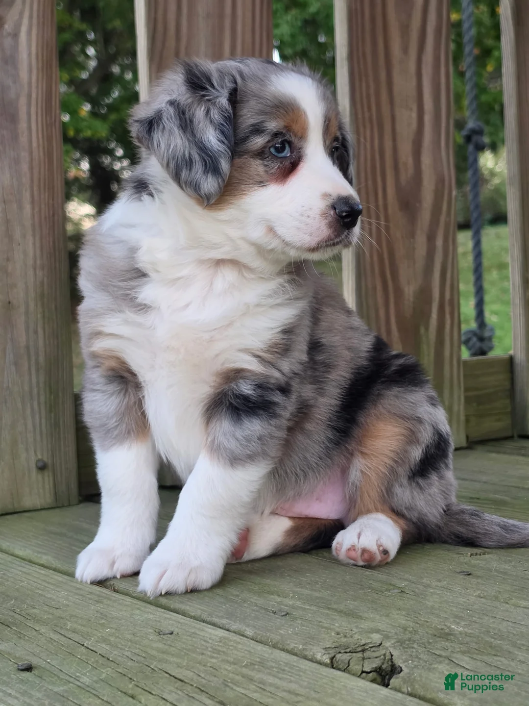 Australian Shepherd dogs for sale: Hudson  - Ad 3
