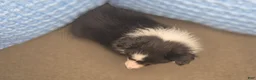 Shetland Sheepdog dogs for sale: Detroit  - Ad 4