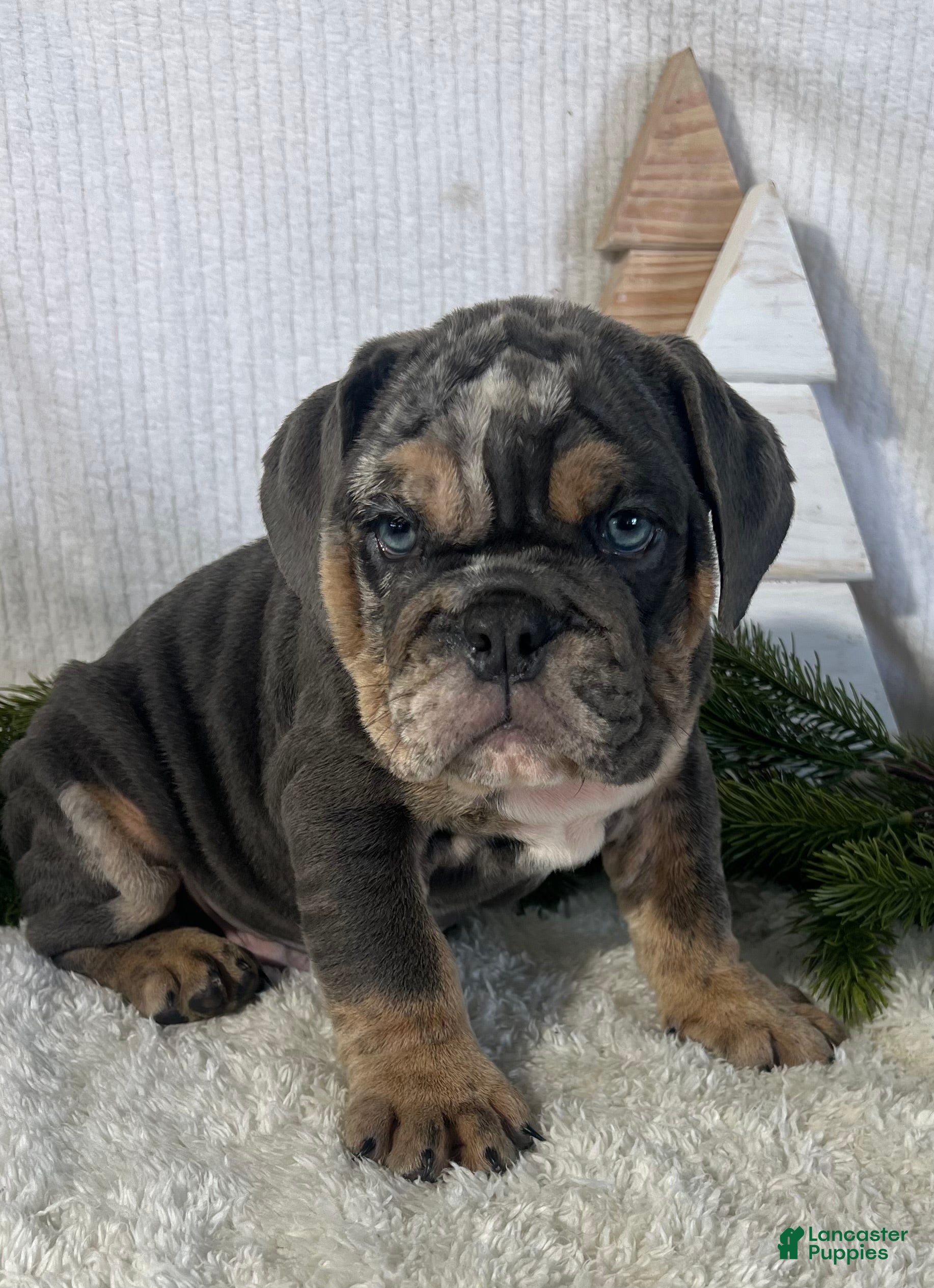 English Bulldog dogs Leo - Ad 34