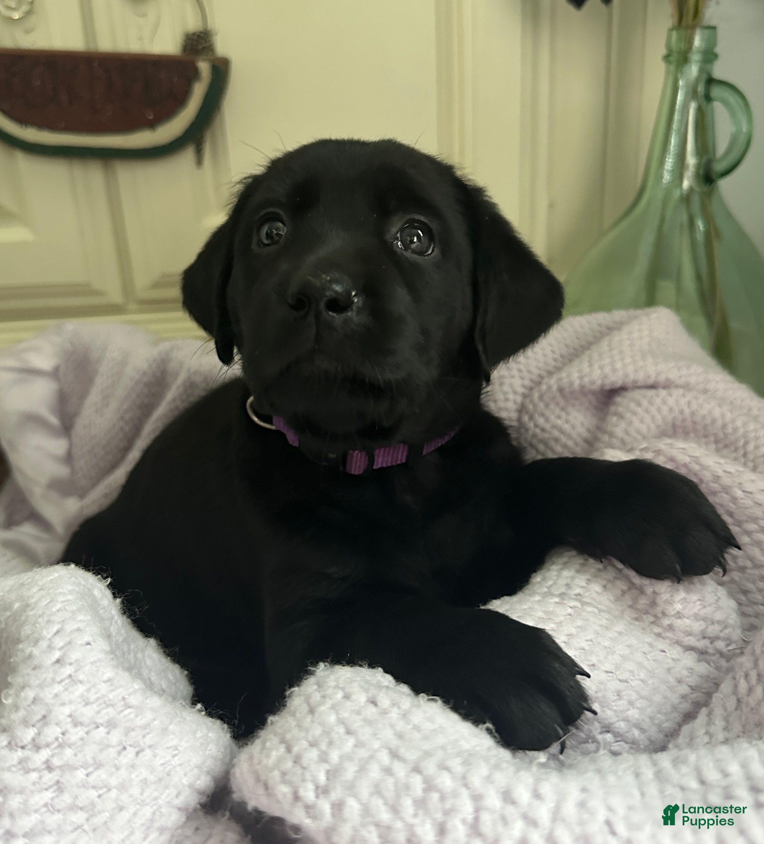 Labrador Retriever dogs Labrador Retriever Purple - Ad 20