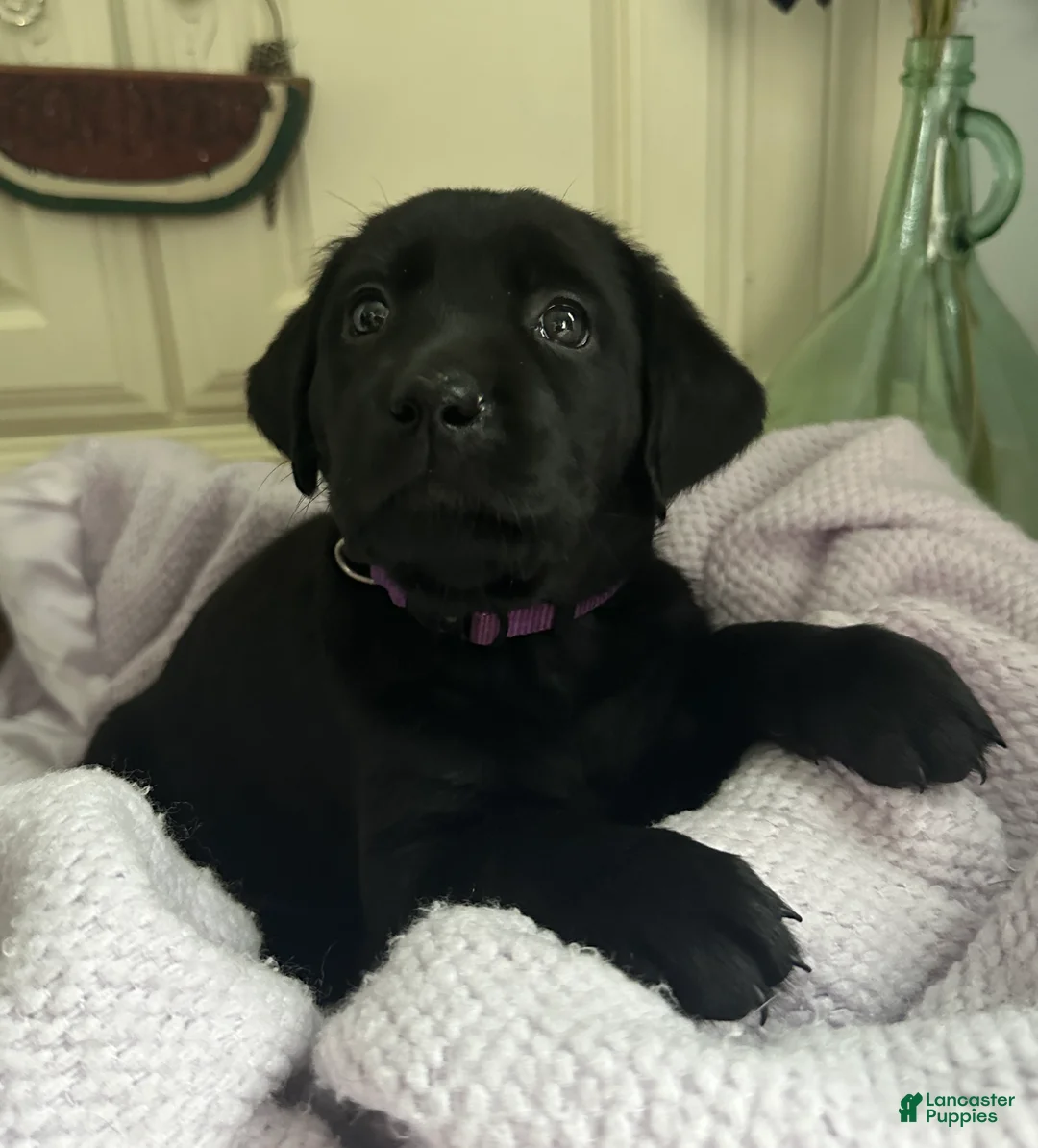 Labrador Retriever dogs for sale: Labrador Retriever Purple - Ad 1