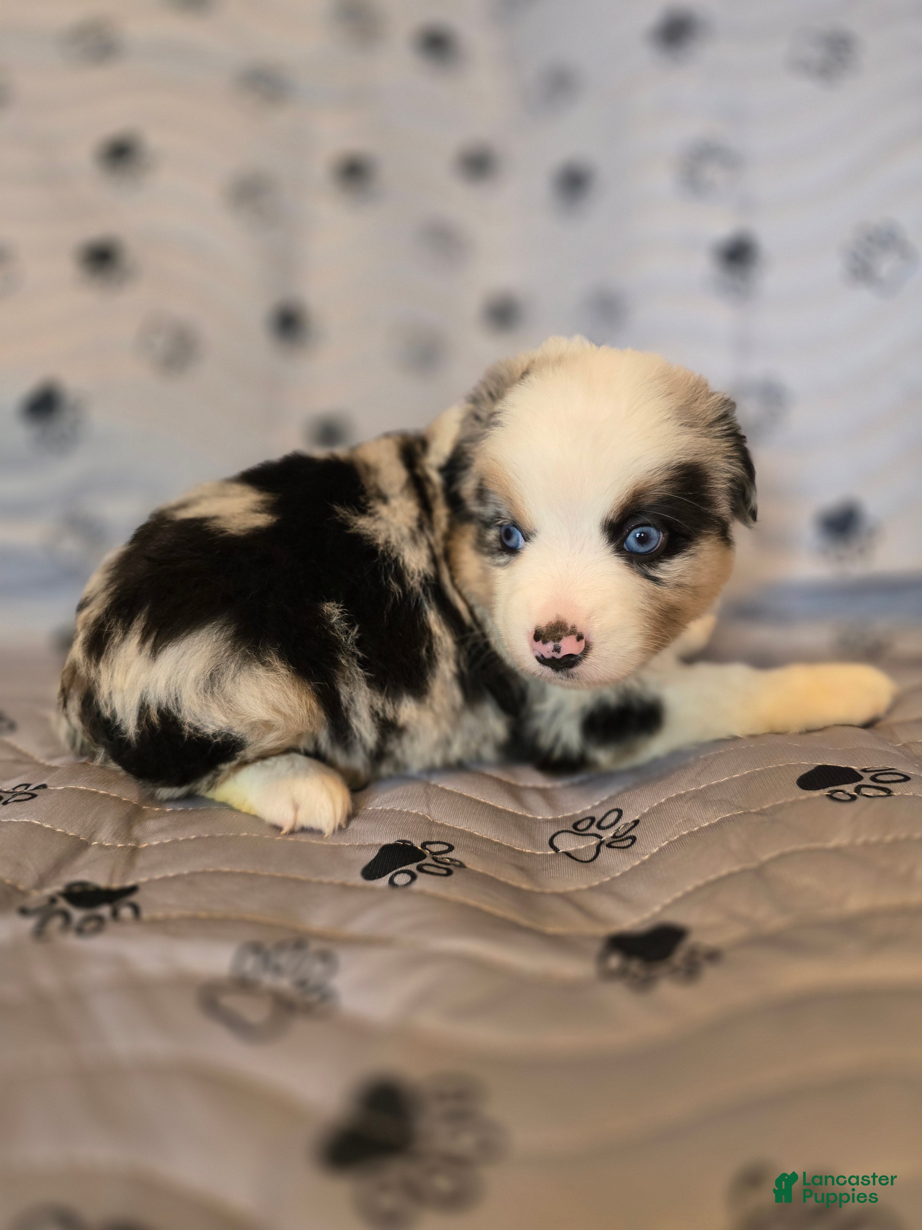 Miniature Australian Shepherd dogs Miniature Australian Shepherd Puppy 1 - Ad 35