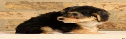 Yochon dogs for sale: Milo - Ad 6