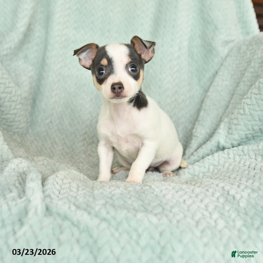 Chihuahua dogs Emma - Ad 1