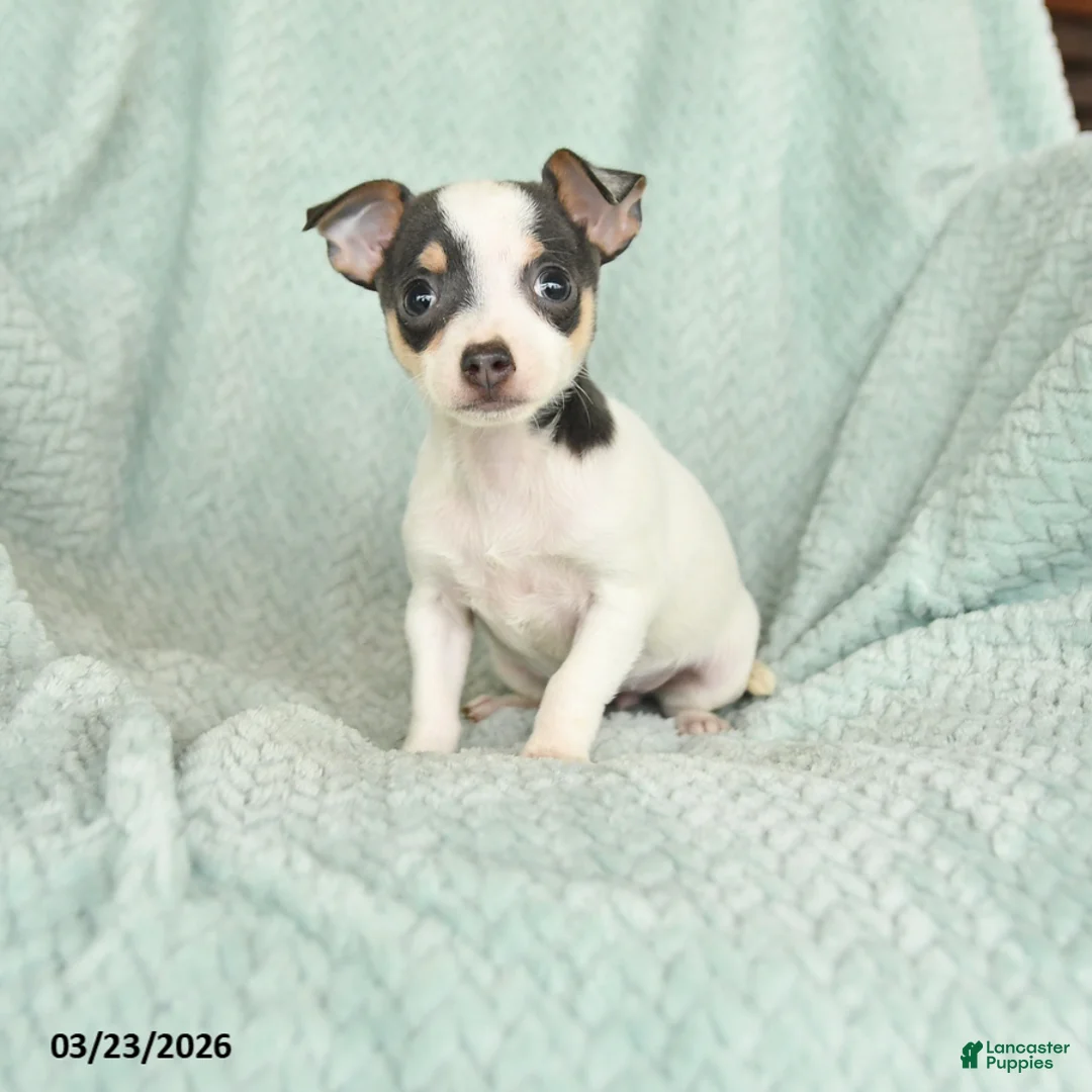 Chihuahua dogs for sale: Emma - Ad 1