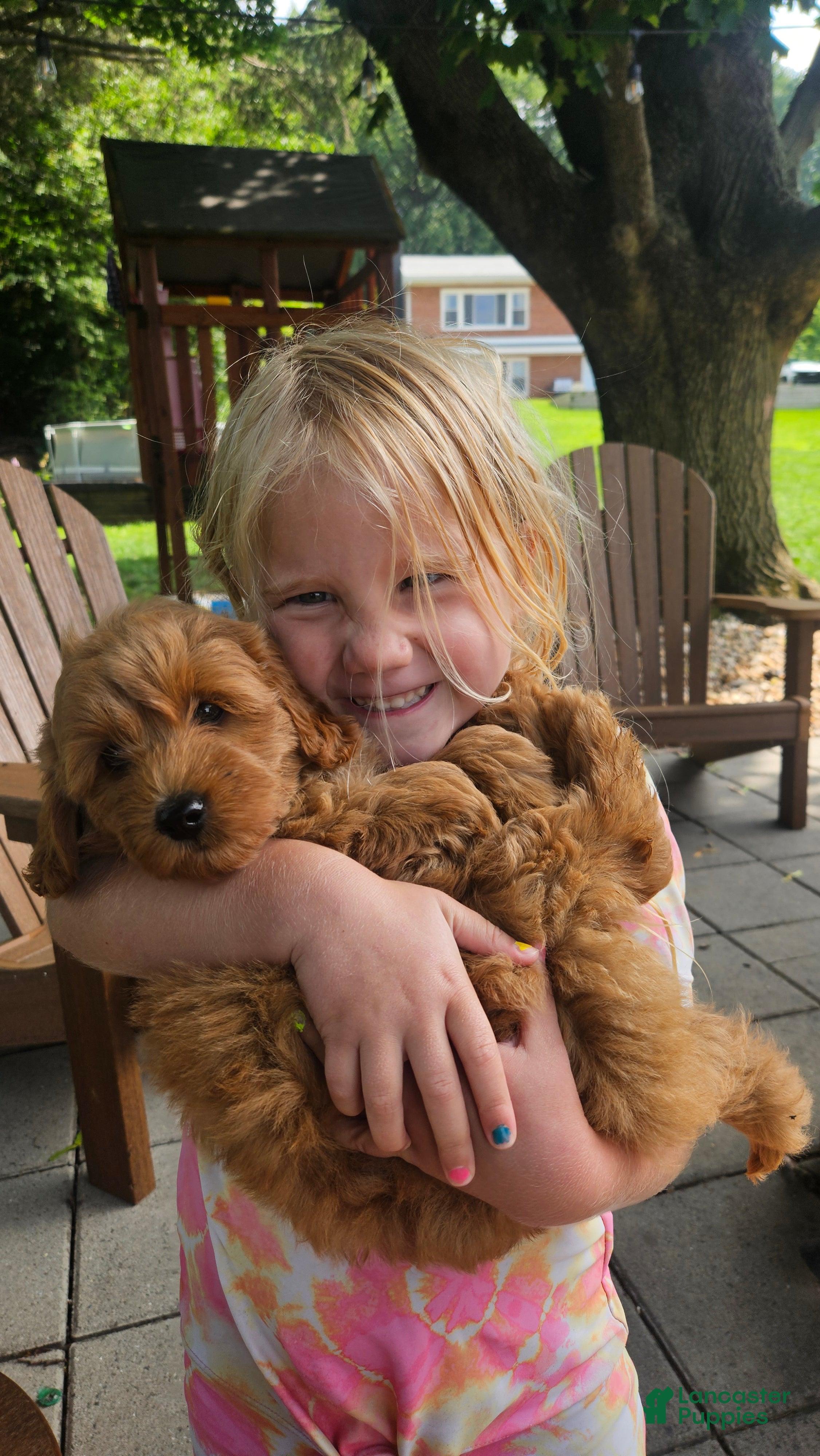 Mini Goldendoodle dogs Willow  - Ad 1