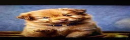 Pomsky dogs for sale: Mina - Ad 1