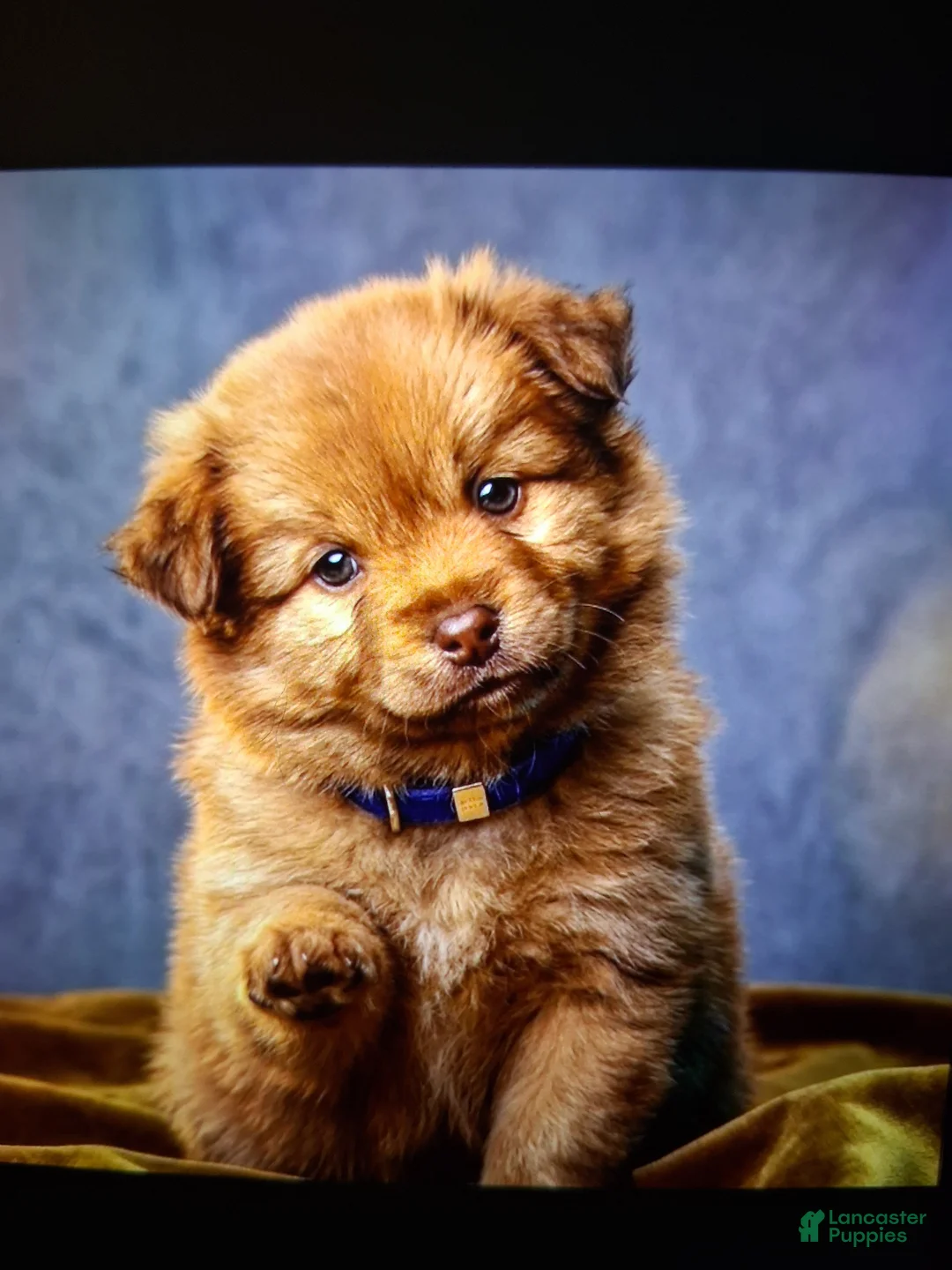 Pomsky dogs for sale: Mina - Ad 1
