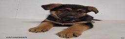 German Shepherd dogs for sale: Barney - Ad 3