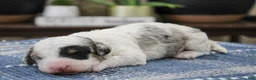 Mini Bernedoodle dogs for sale: Tessie  - Ad 4
