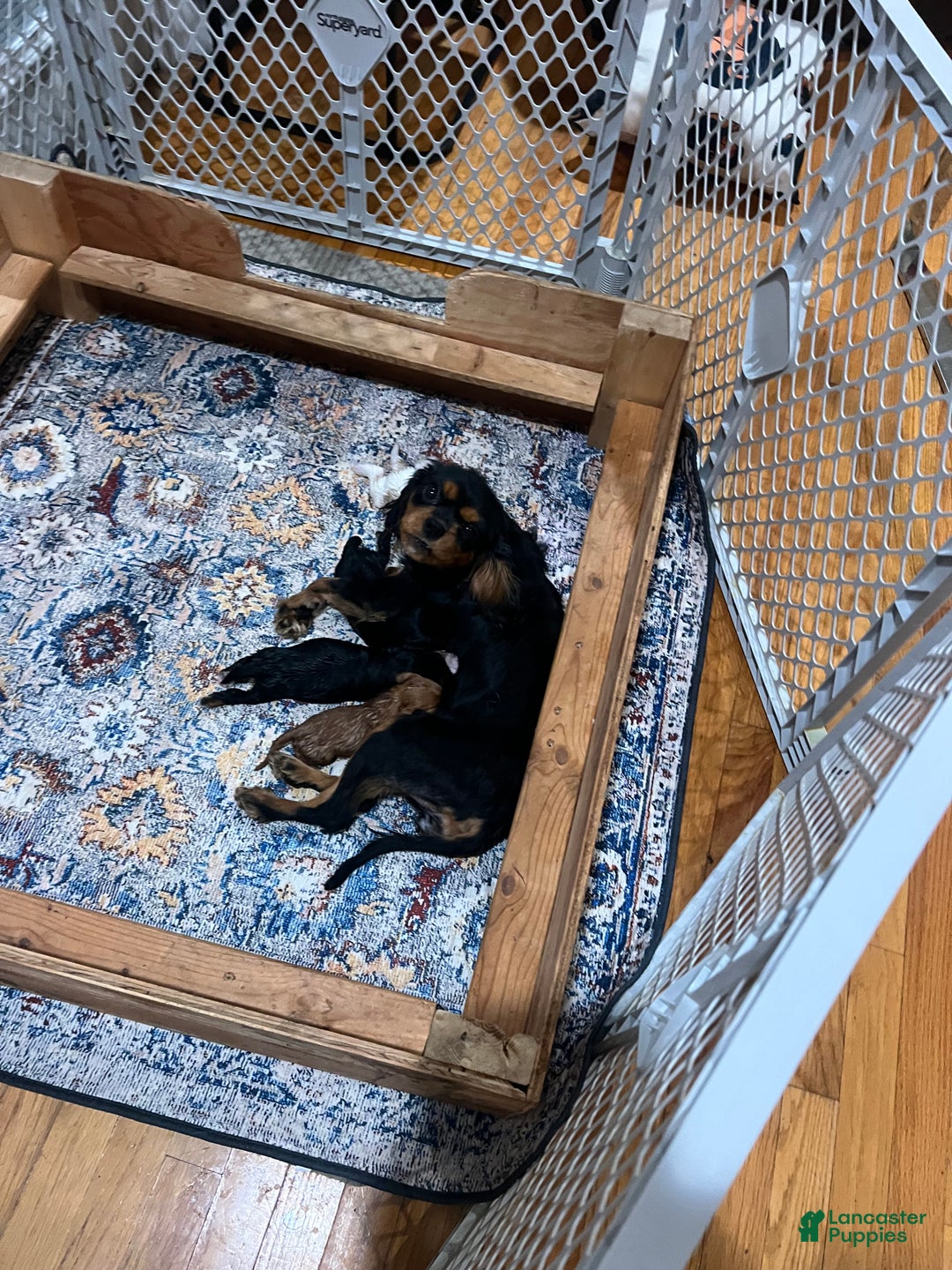 Cavalier King Charles Spaniel dogs for sale: Girl 1  - Ad 2