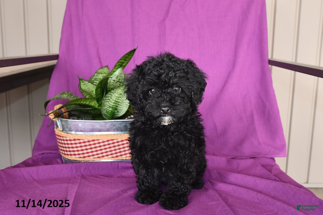 Miniature Poodle dogs for sale: Jade - Ad 3